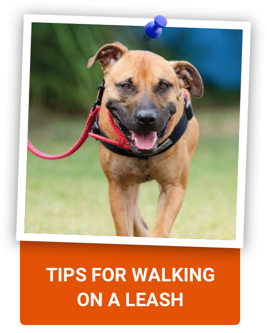 Tips for walking on a leash